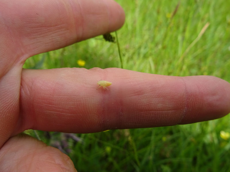 Philaenus spumarius - Aphrophoridae